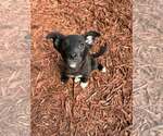 Small #2 Border Collie Mix