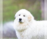 Small #3 Great Pyrenees
