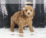 Small #5 Maltipoo