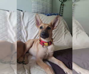 German Shepherd Dog Dogs for adoption in Hoffman Estates, IL, USA