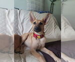 Small German Shepherd Dog