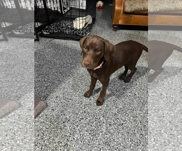 Medium Photo #4 Labrador Retriever Puppy For Sale in Hinckley, IL, USA