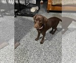 Small #3 Labrador Retriever