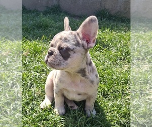 French Bulldog Puppy for Sale in Dombrad, Szabolcs-Szatmar-Bereg Hungary
