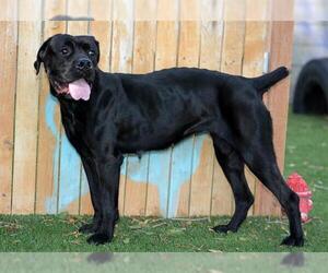 American Bulldog-Unknown Mix Dogs for adoption in West Valley, UT, USA