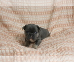 Puppy Winston French Bulldog