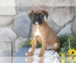 Small #1 Boxer
