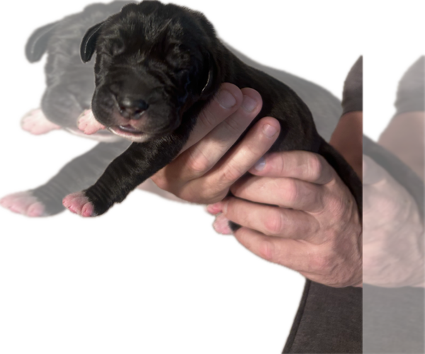 Medium Photo #5 Great Dane Puppy For Sale in WILLIS, TX, USA