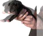 Small #4 Great Dane