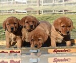 Small Photo #2 Labrador Retriever Puppy For Sale in MILLERSTOWN, PA, USA