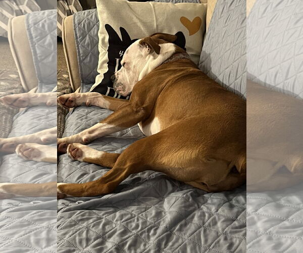 Medium Photo #14 Boxer-Unknown Mix Puppy For Sale in Rockaway, NJ, USA