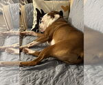 Small #13 Boxer Mix