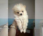 Puppy Puppy 3 Pomeranian