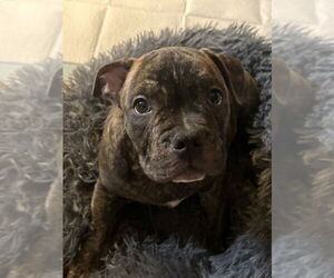 Bulldog-Unknown Mix Dogs for adoption in Wenonah, NJ, USA