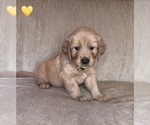 Small #3 Golden Retriever