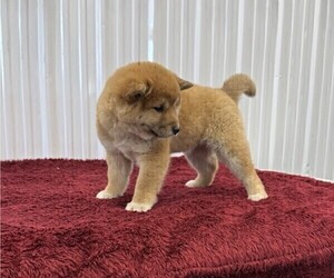 Shiba Inu Puppy for sale in CURTISS, WI, USA