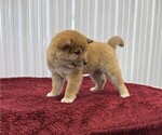 Image preview for Ad Listing. Nickname: Milo