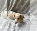 Small #7 Dachshund