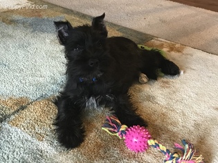 Schnauzer (Miniature) Puppy for sale in LOVELAND, CO, USA