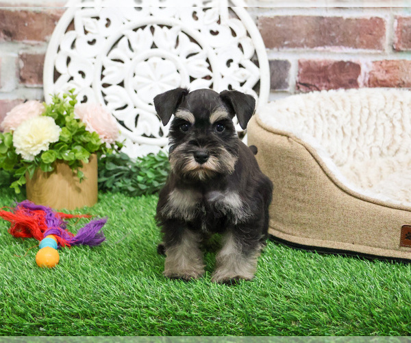 Medium Photo #4 Schnauzer (Miniature) Puppy For Sale in SYRACUSE, IN, USA