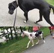 Small Photo #1 Great Dane Puppy For Sale in SIDNEY, OH, USA