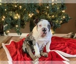 Small Photo #12 English Bulldog Puppy For Sale in BLOOMFIELD, NM, USA