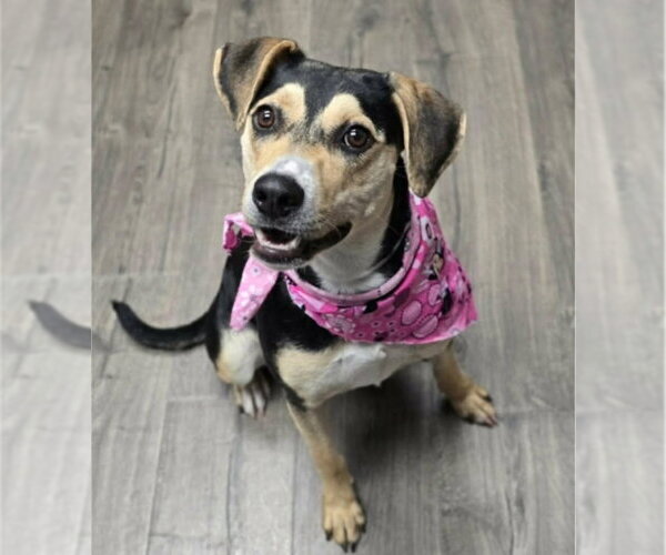 Medium Photo #1 Beagle-Unknown Mix Puppy For Sale in Lakewood, CO, USA