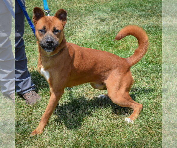 Medium Photo #9 Boxer-German Shepherd Dog Mix Puppy For Sale in Huntley, IL, USA