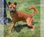 Small #8 Boxer-German Shepherd Dog Mix