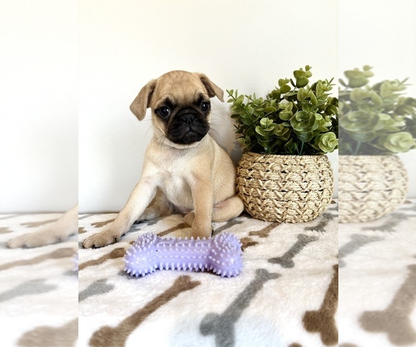 Medium Photo #5 Pug Puppy For Sale in INDIANAPOLIS, IN, USA