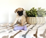 Small #4 Pug