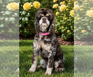 Cocker Spaniel Dogs for adoption in Bon Carbo, CO, USA