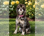 Small Cocker Spaniel