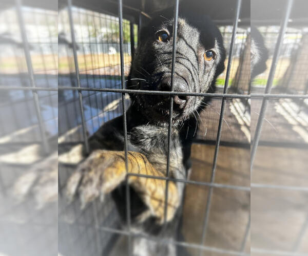 Medium Photo #2 German Shepherd Dog-Unknown Mix Puppy For Sale in Albemarle, NC, USA