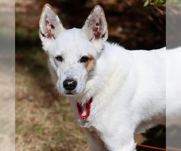 Medium Photo #13 Mutt Puppy For Sale in Canton, CT, USA