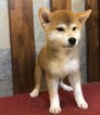Small Photo #15 Shiba Inu Puppy For Sale in LOS ANGELES, CA, USA