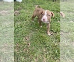 Puppy 6 American Pit Bull Terrier-American Staffordshire Terrier Mix