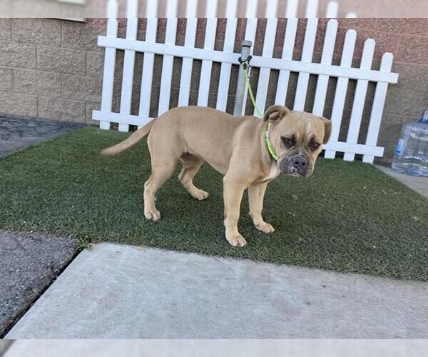 Medium Photo #1 Mutt Puppy For Sale in Modesto, CA, USA