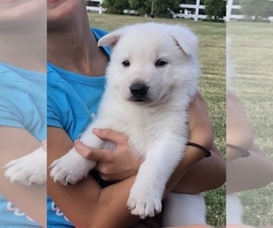 German Shepherd Dog Puppy for sale in MOUNDS, OK, USA