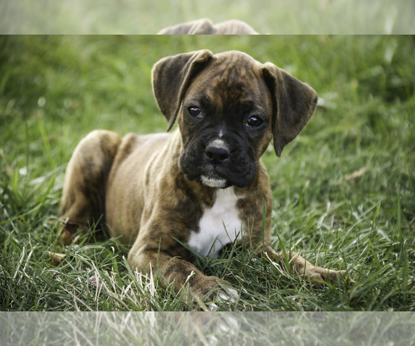 Medium Photo #5 Boxer Puppy For Sale in SHIPSHEWANA, IN, USA
