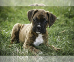 Small #4 Boxer