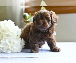 Small #3 ShihPoo