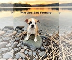 Image preview for Ad Listing. Nickname: Myrtles litter