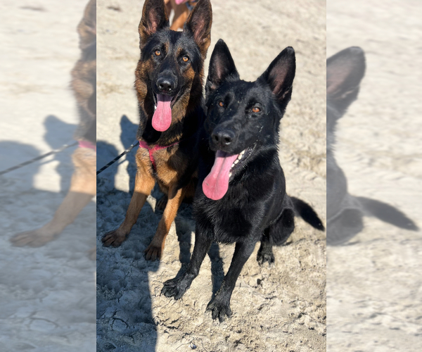 Medium Photo #13 German Shepherd Dog Puppy For Sale in ONTARIO, CA, USA