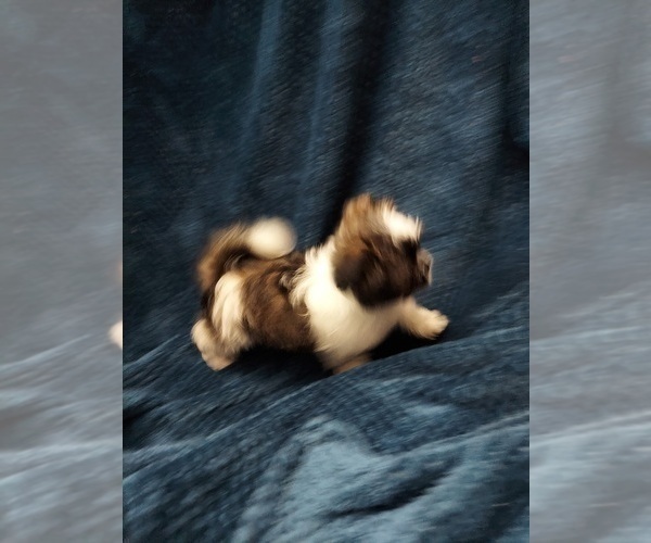 Medium Photo #7 Shih Tzu Puppy For Sale in THE WOODLANDS, TX, USA