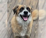 Small #2 Australian Shepherd Mix