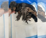 Small Photo #32 Dachshund Puppy For Sale in HONDO, TX, USA
