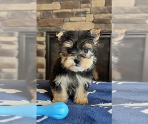 Morkie Puppy for sale in NOBLESVILLE, IN, USA