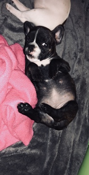Medium Photo #1 French Bulldog Puppy For Sale in EL MIRAGE, AZ, USA