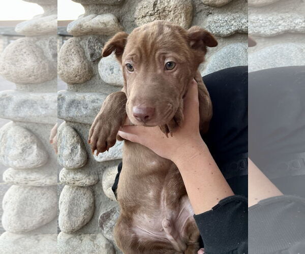 Medium Photo #18 Labrador Retriever-Unknown Mix Puppy For Sale in Dana Point, CA, USA